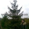 ель обыкновенная